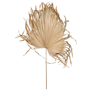 Dried Palm Fan Leaf - Shackteau Interiors, LLC